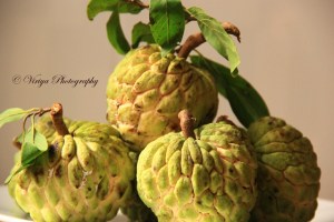 ផ្លែទៀប