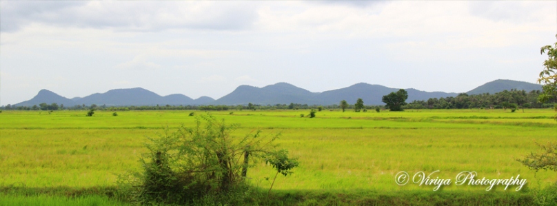 វាលស្រែស្នេហ៍ខ្ញុំ...