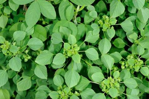 %e1%9e%9f%e1%9f%92%e1%9e%98%e1%9f%85%e1%9e%96%e1%9e%bb%e1%9e%80%e1%9e%98%e1%9e%b6%e1%9e%8f%e1%9f%8b%e1%9e%86%e1%9f%92%e1%9e%98%e1%9e%b6_%e1%9e%9b%e1%9e%b9%e1%9e%98-%e1%9e%9c%e1%9e%b8%e1%9e%9a%e1%9e%b8