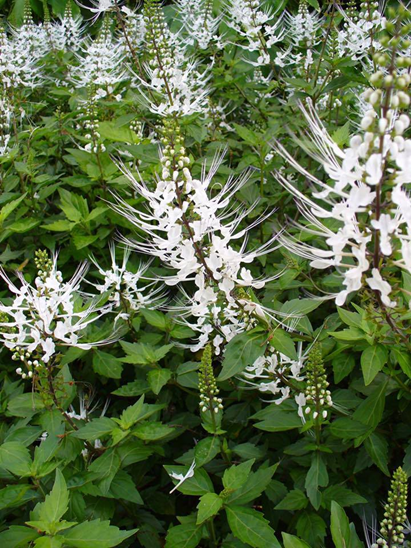 %e1%9e%9f%e1%9f%92%e1%9e%98%e1%9f%85%e1%9e%96%e1%9e%bb%e1%9e%80%e1%9e%98%e1%9e%b6%e1%9e%8f%e1%9f%8b%e1%9e%86%e1%9f%92%e1%9e%98%e1%9e%b6%e1%9e%87%e1%9f%92%e1%9e%9a%e1%9e%bb%e1%9e%84