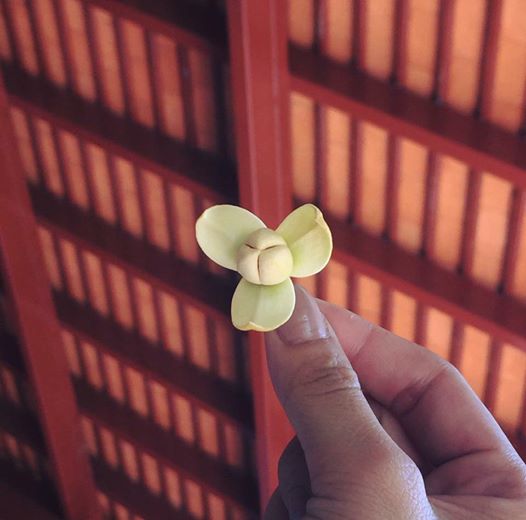 រំដួលផ្កាតូច